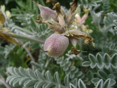 Astragalus miguelensis