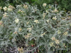 Astragalus miguelensis