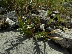 Epilobium matthewsii