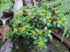 Sedum actinocarpum