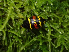 Erotylus buckleyi