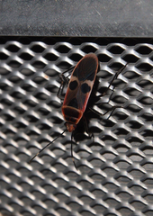 Physopelta gutta gutta