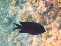 Acanthochromis polyacanthus