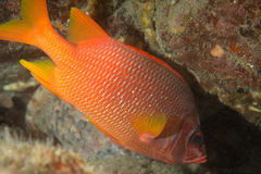 Sargocentron spiniferum