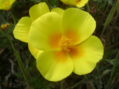 Eschscholzia californica maritima