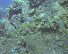 Chaetodon kleinii