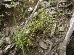 Hornungia procumbens