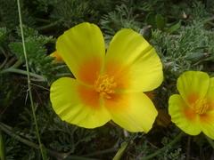Eschscholzia californica maritima