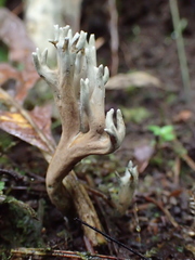 Phaeoclavulina cyanocephala