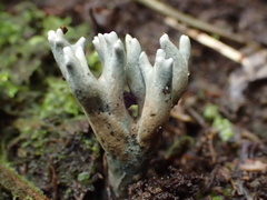 Phaeoclavulina cyanocephala