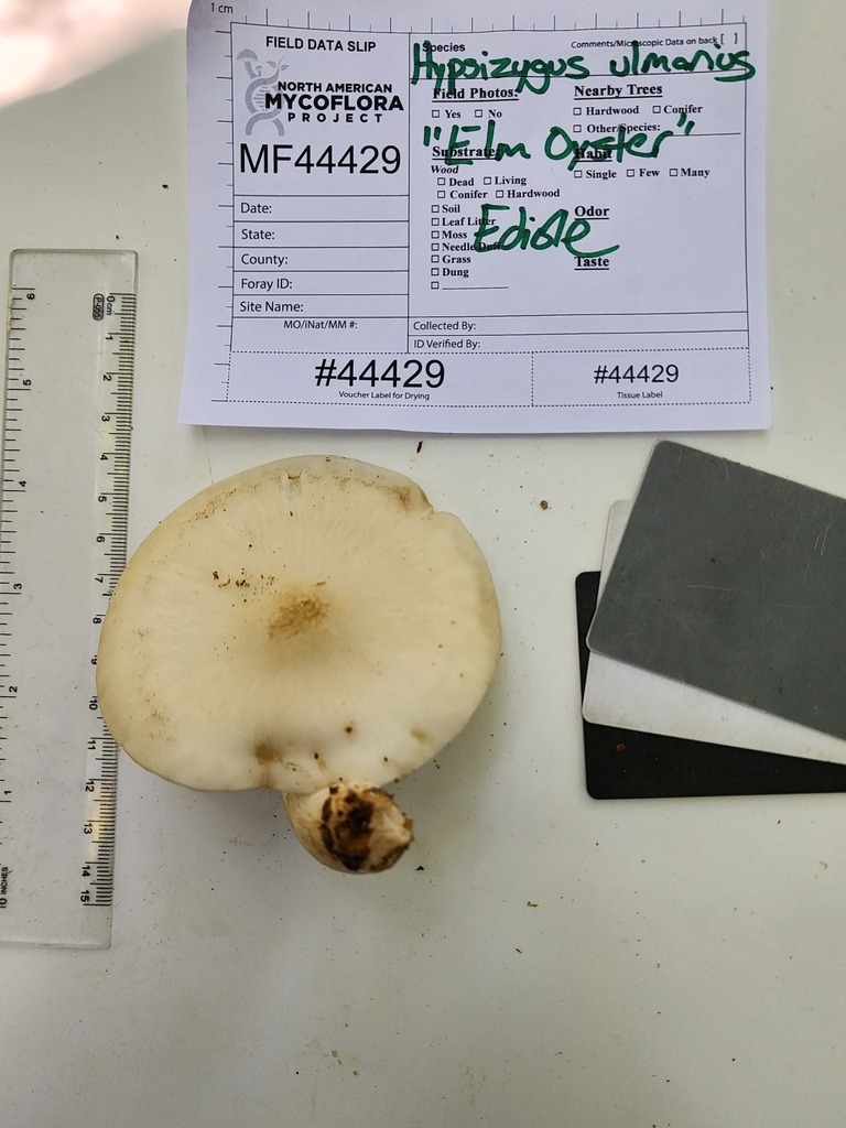 Elm Mushroom from Barry County, MI, USA on September 30, 2023 at 01:04 ...