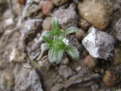 Cryptantha clevelandii