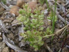 Lepidium oblongum