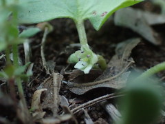 Dichondra recurvata