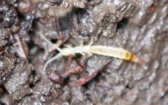 Parajapygidae