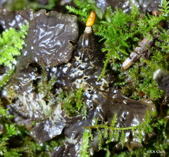 Peltigeraceae