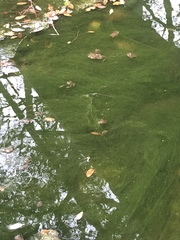 Charophyta
