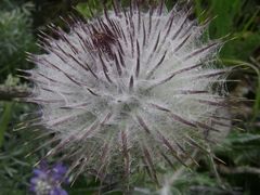 Cirsium occidentale occidentale