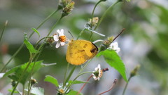 Eurema andersoni