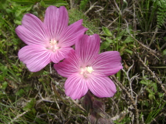 Sidalcea malviflora malviflora