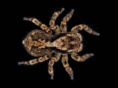 flea jumping spider, photo 4 of 7