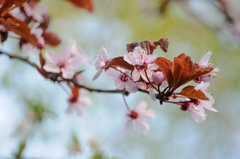 Prunus cerasifera pissardii