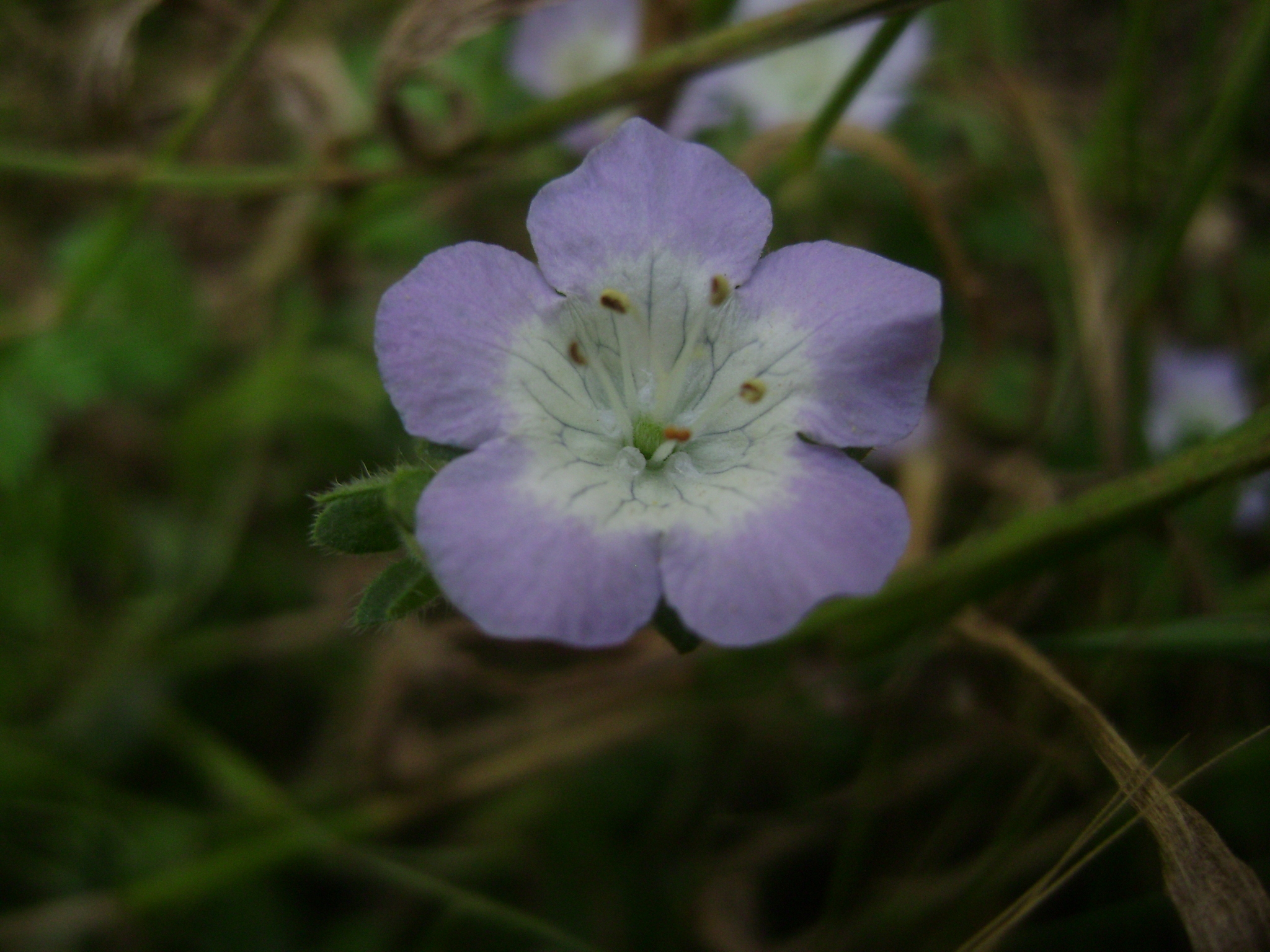 Phacelia insularis var. insularis