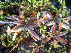 Plantago unibracteata