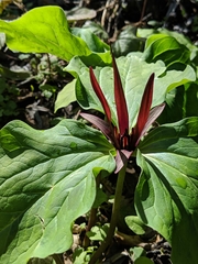 Trillium angustipetalum