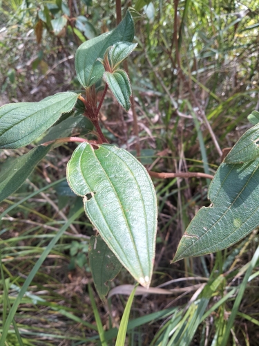 Image of Melastoma affine by (c) Jo, some rights reserved (CC BY-SA)