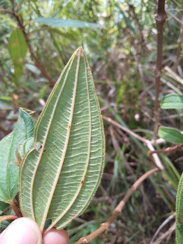 Image of Melastoma affine by (c) Jo, some rights reserved (CC BY-SA)