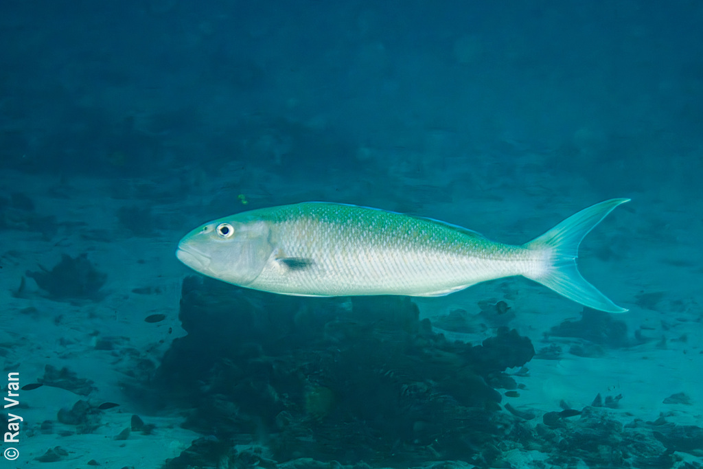 Groene jobvis (Aprion virescens) — Lutjanidae