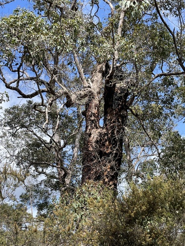 Corymbia calophylla