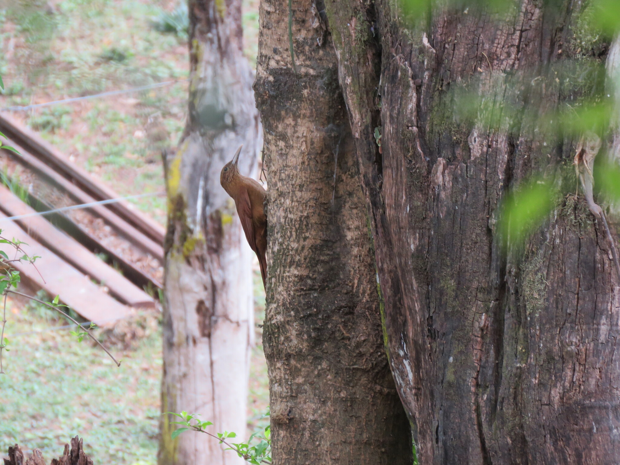 Black-banded Woodcreeper (Dendrocolaptes picumnus), photo 7