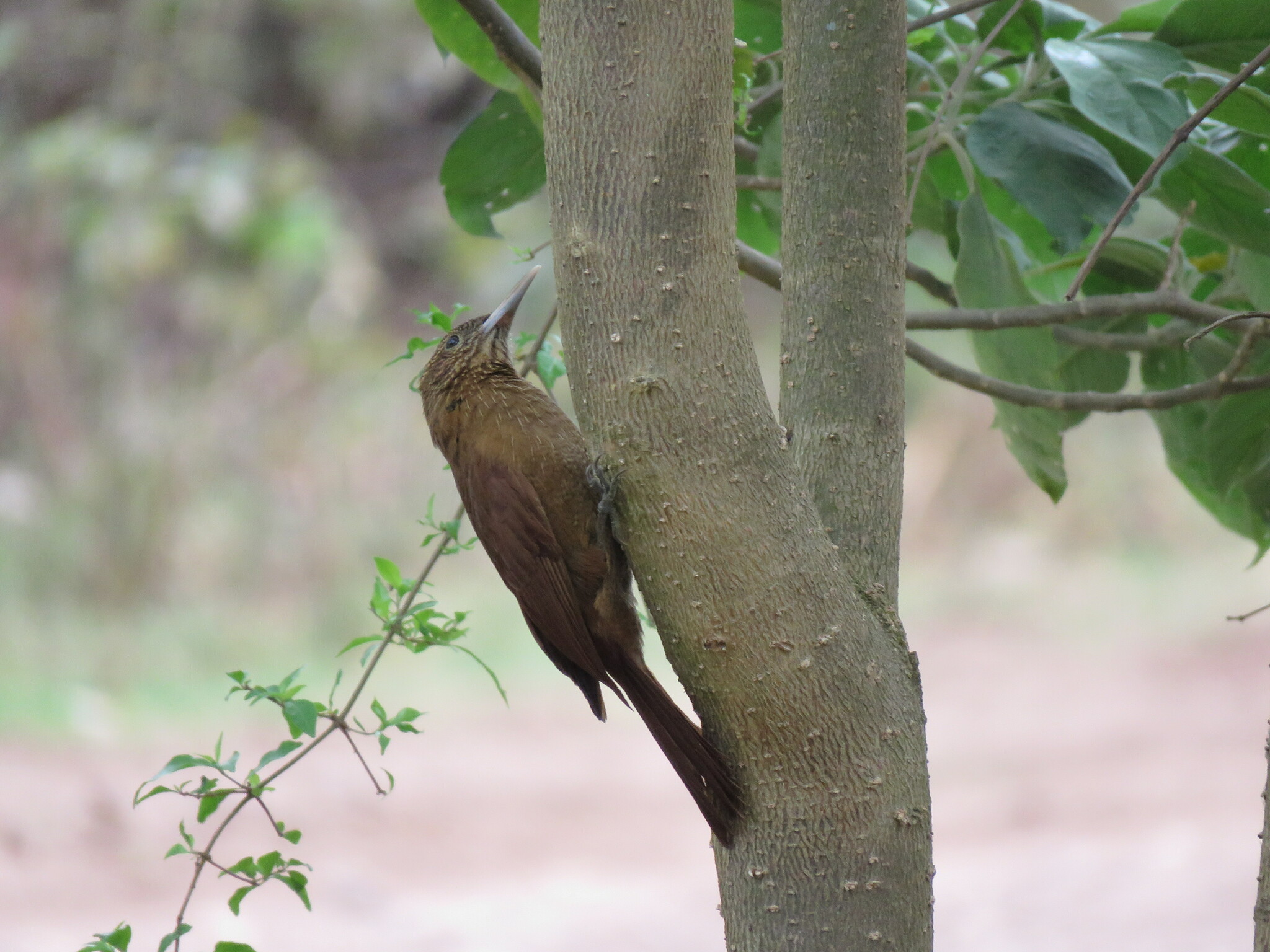 Black-banded Woodcreeper (Dendrocolaptes picumnus), photo 6