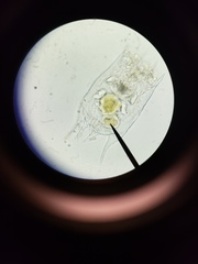 Brachionus calyciflorus