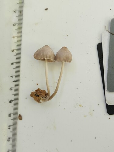 Mycena (Photo 2 of 3)