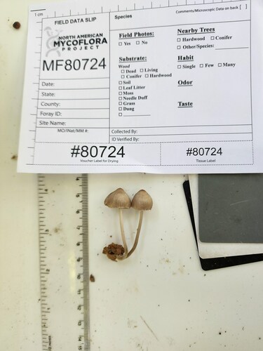 Mycena