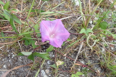 Ipomoea indica