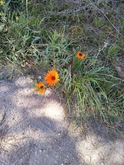 Dimorphotheca sinuata