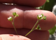 Eucrypta chrysanthemifolia bipinnatifida