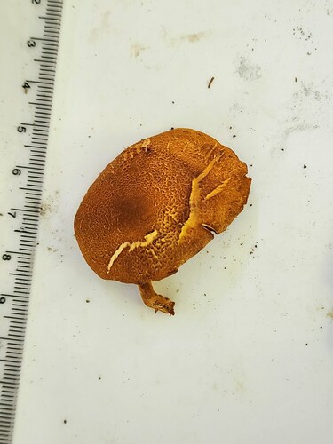 Pholiota granulosa (Photo 2 of 3)