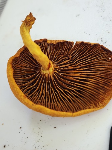 Pholiota granulosa (Photo 3 of 3)