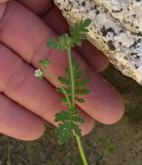 Eucrypta chrysanthemifolia bipinnatifida