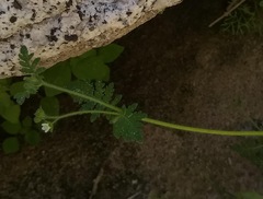 Eucrypta chrysanthemifolia bipinnatifida