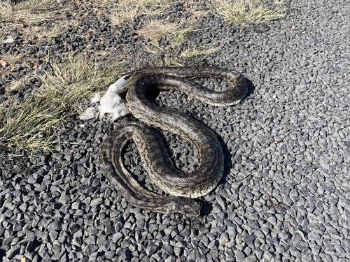 Inland Carpet Python sighting