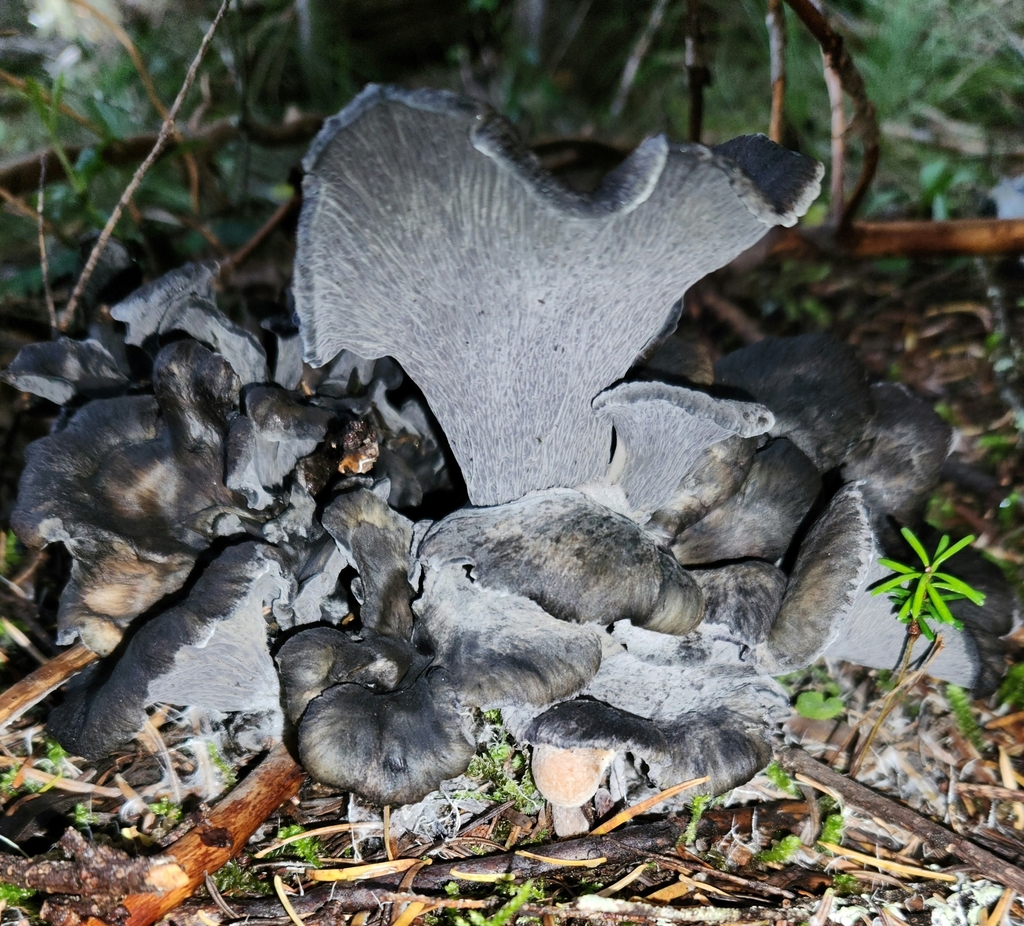 blue chanterelle in September 2023 by Ngail · iNaturalist
