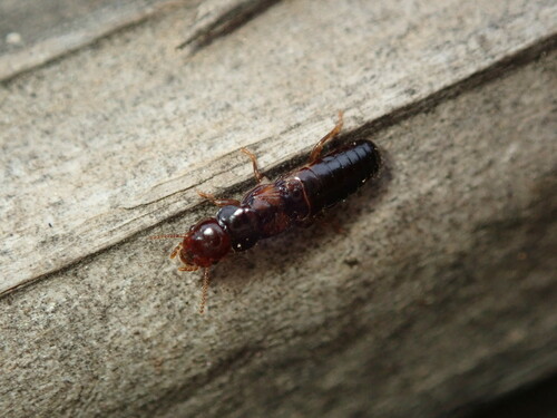 Western Drywood Termite photo 6