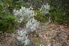 Castilleja hololeuca