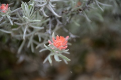 Castilleja hololeuca